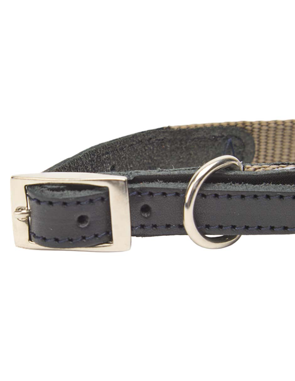 Correa y collar para perro 4